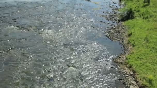 Rivière rapide en été — Video