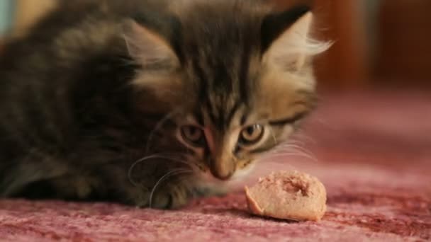 Pequeño gatito comiendo una salchicha — Vídeo de stock