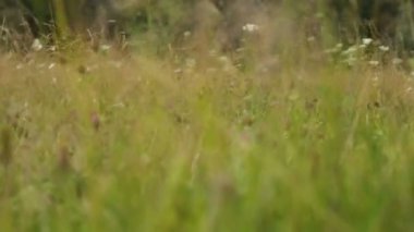 Yazın sahada küçük bir kız