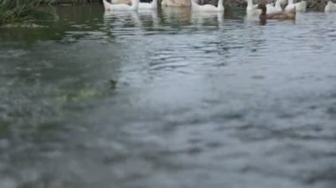 Nehirdeki ördek ve kaz sürüsü