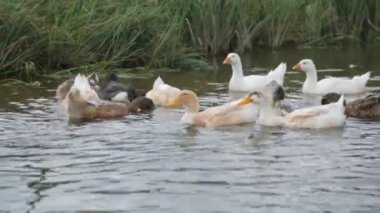 Nehirdeki ördek ve kaz sürüsü