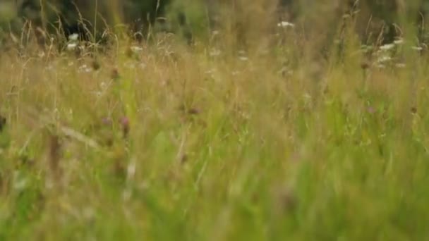 Девочка на поле летом — стоковое видео