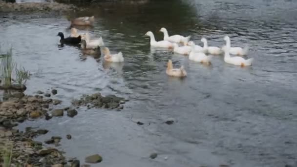 Rebanho de patos e gansos num rio — Vídeo de Stock