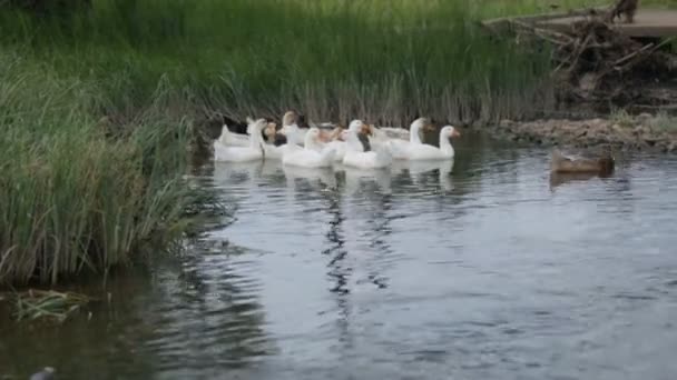 Rebanho de patos e gansos num rio — Vídeo de Stock