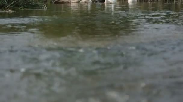Flock of ducks and geese on a river — Stock Video