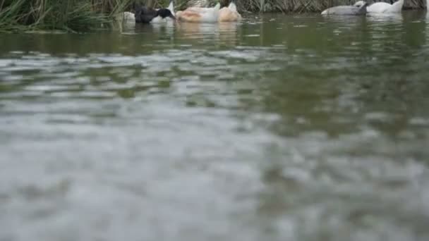 Manada de patos y gansos en un río — Vídeos de Stock