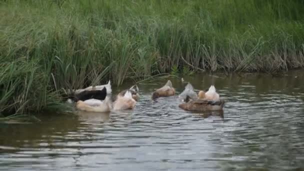 Flock de patos em um rio — Vídeo de Stock