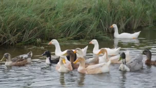 Rebanho de patos e gansos num rio — Vídeo de Stock