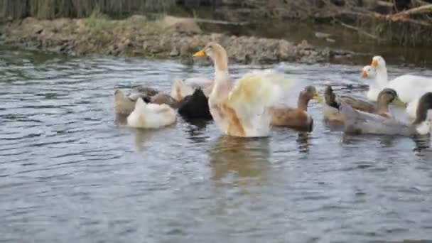 Rebanho de patos e gansos num rio — Vídeo de Stock