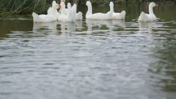 Flock de gansos em um rio — Vídeo de Stock