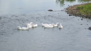 Nehirdeki kaz sürüsü