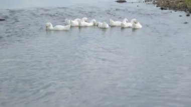 Nehirdeki kaz sürüsü