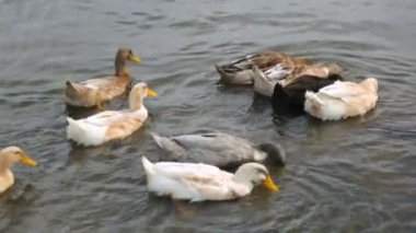 Nehirdeki ördek sürüsü