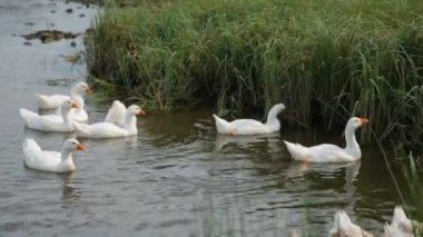 Nehirdeki ördek ve kaz sürüsü