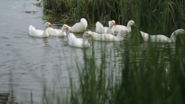 Flock de gansos em um rio — Vídeo de Stock