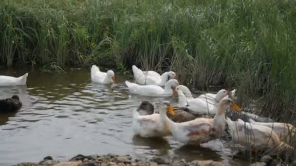 Rebanho de patos e gansos num rio — Vídeo de Stock
