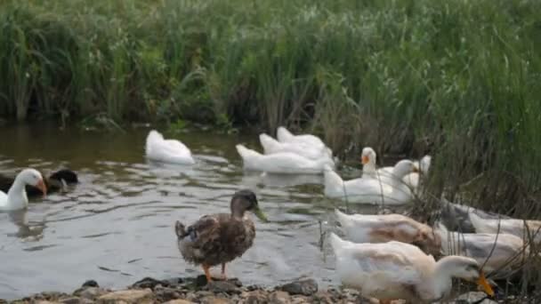 Herde von Enten und Gänsen auf einem Fluss — Stockvideo