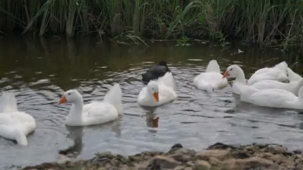 Flock de gansos em um rio — Vídeo de Stock