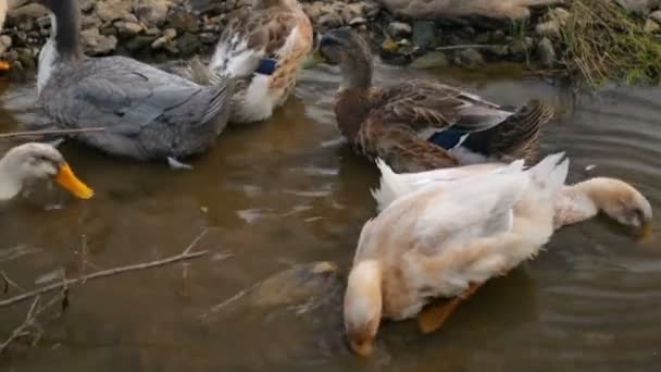 Entenschwärme auf einem Fluss — Stockvideo
