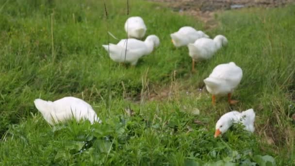 Troupeau d'oies ramassant de l'herbe — Video