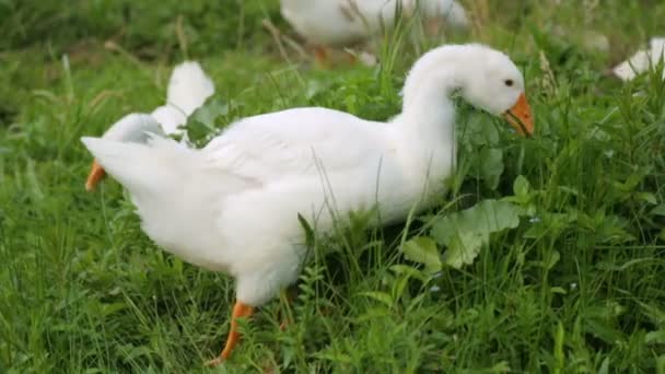 Flock av gäss plocka gräs — Stockvideo