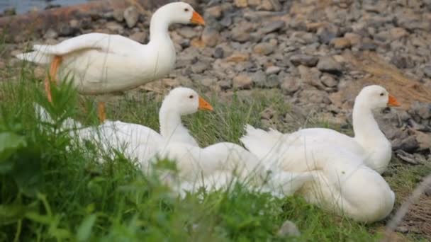 Stormo di oche adagiato su una riva di un fiume — Video Stock