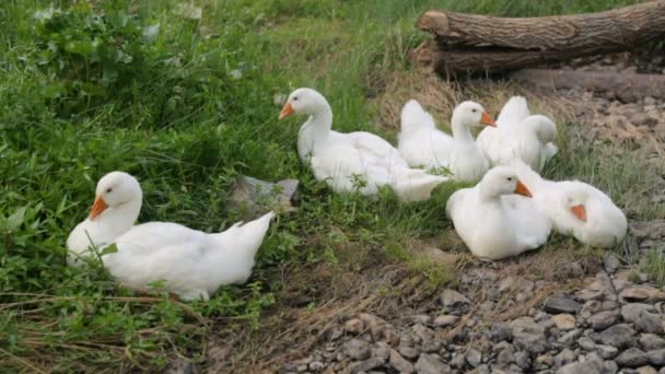 Stormo di oche adagiato su una riva di un fiume — Video Stock