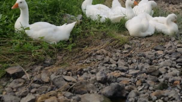 Stormo di oche adagiato su una riva di un fiume — Video Stock