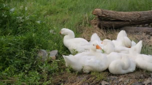 Stormo di oche adagiato su una riva di un fiume — Video Stock