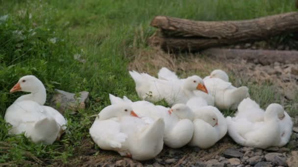 Gässen vilar på en flodstrand — Stockvideo