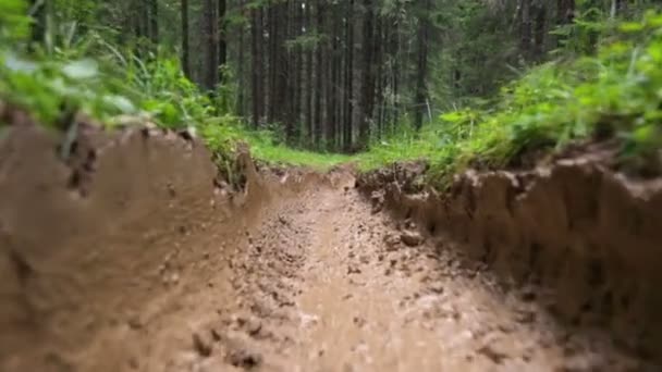 Skogsvägen på sommaren — Stockvideo