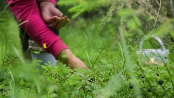 妇女在森林里采摘浆果 — 图库视频影像