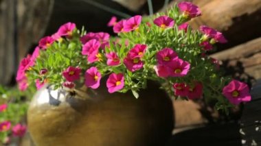 Kalibrakhoa 'nın kırmızı çiçekleri yazın tencerede.