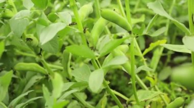 Bahçede büyüyen fasulye