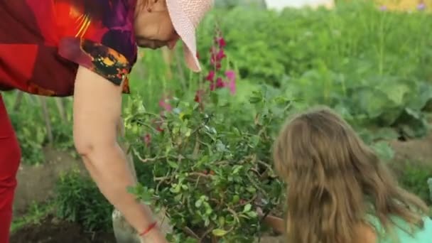 Femme avec une petite fille plantant une plante dans un pot — Video