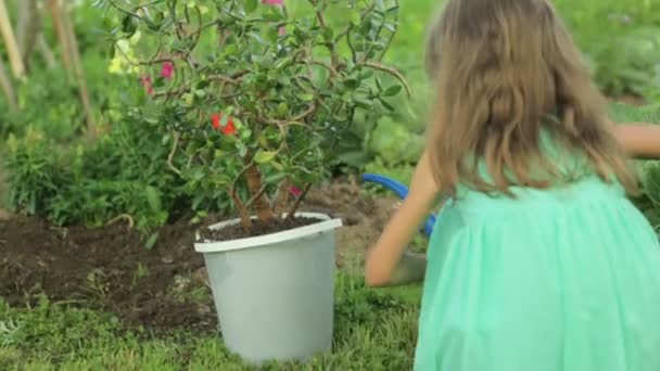 Маленькая девочка поливает растение в горшке — стоковое видео