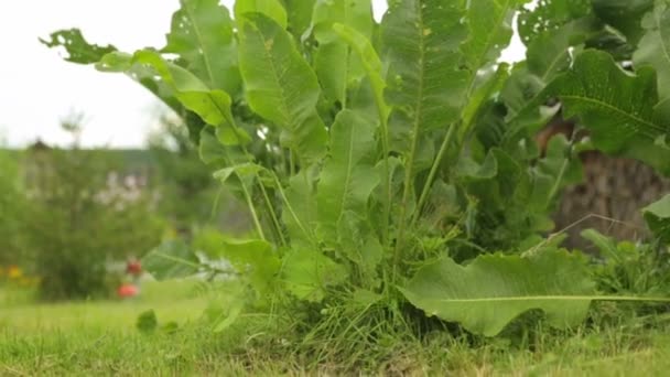 Hrean în creștere în grădină — Videoclip de stoc
