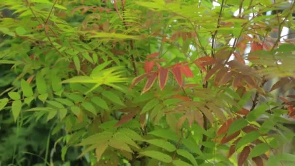 Bush of rowan καλλιέργεια στον κήπο — Αρχείο Βίντεο