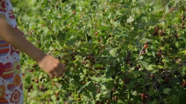 Kleines Mädchen pflückt und isst Stachelbeeren im Garten — Stockvideo