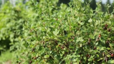 Küçük kız bahçede bektaşi üzümü topluyor.