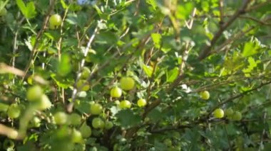 Bahçede yetişen Bektaşi üzümü çalısı