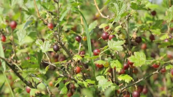 Liten flicka plockar krusbär i trädgården — Stockvideo