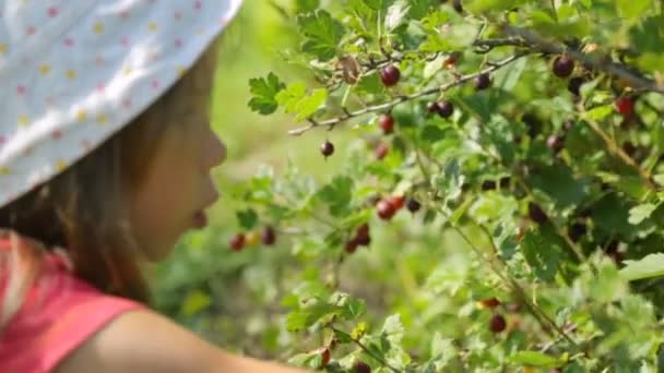 Küçük kız bahçede bektaşi üzümü topluyor. — Stok video