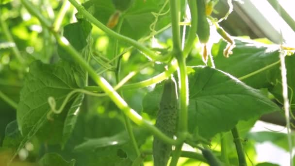 Огірки, що ростуть в теплиці — стокове відео