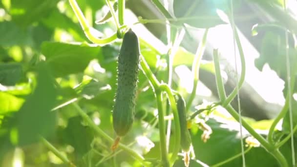 Üvegházban termesztett uborka — Stock videók