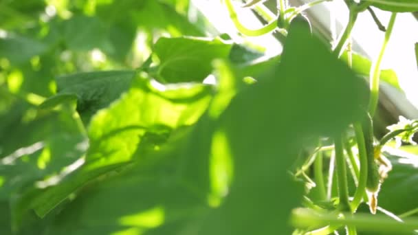 Огірки, що ростуть в теплиці — стокове відео