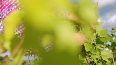 Bahçede kuşüzümü toplayan bir kadın