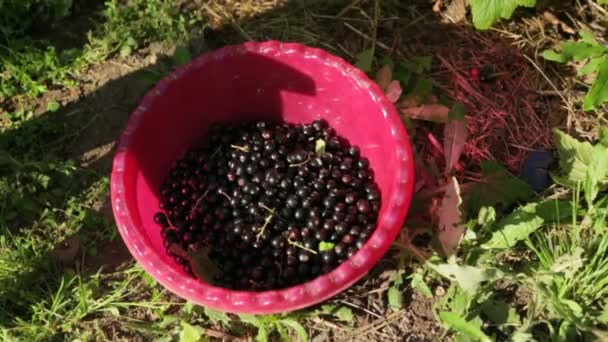 La corriente negra en el recipiente de plástico — Vídeos de Stock