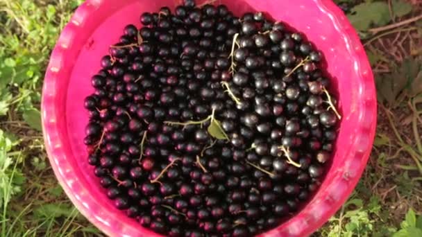 Blackcurrant em tigela de plástico — Vídeo de Stock