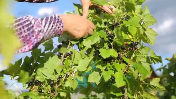 Жінка збирає чорну смородину в саду — стокове відео